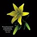 Flowers: A Universe Revealed 2015 Wall Calendar