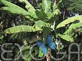 Echte Faserbanane - Musa balbisiana - Samen