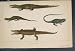 Reptile Crocodile Aligator Lizzard Snake Colour Print