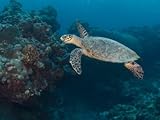 IMAGE OF Hawksbill Turtle, Palau, Micronesia, Rock Islands, World Heritage Site, Western Pacific Premium Photographic Poster Print by Stuart Westmoreland, 48x64