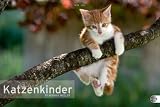 Katzenkinder Posterkalender 2012
