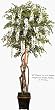 88" Cream Wisteria Tree