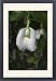 Framed Prints of DH-3572 Butterfly Pea flower - This is the white variety from Ardea Wildlife Pets