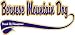 Bernese Mountain Dog Breed of Champion Apron