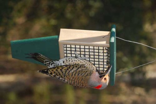Suet Bird Feeder with Hunter Driftwood