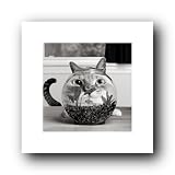 CAT FISH BOWL BIG HEAD FUNNY PHOTO 15.75X15.75 FINE ART PRINT IC01045