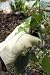 Ladies Leather Gardening Gloves