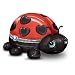 Daughter Ladybug Heirloom Porcelain Limoges-Style Music Box: Cute As A Bug by The Bradford Exchange