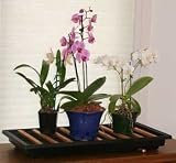 Plant Water Saver