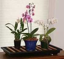 The Plant Furniture Company 2003 Black Humidity Tray