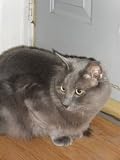 Fuzzball is Very Fast (Fuzzball the Cat)