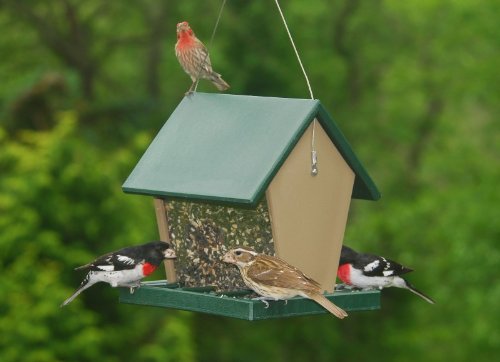 Songbird Essentials Recycled Plastic Hopper Feeder