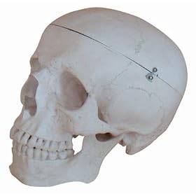 Human Skull Deluxe Model, Life-size
