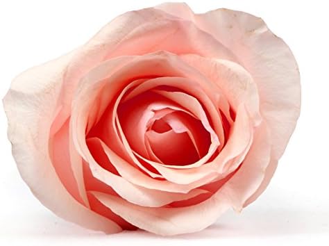 Fresh Flowers - Two Dozen Best Light Pink Birthday Roses