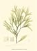 Bradbury Seaweed I - Henry Bradbury Art Print Poster 9.5 x 1