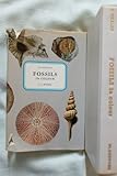 Fossils in colour