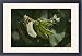 Framed Prints of DH-3581 Snow Pea - The pod and seeds are all eaten as the pod has little fibre from Ardea Wildlife Pets