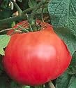 Pink Brandywine Tomato 4 Plants