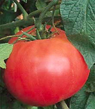 Pink Brandywine Tomato 80 Seeds