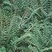 Polystichum acrostichoides (Christmas Fern, Dagger Fern, Nephrodium acrostichoides) {...