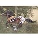 Sporting Goods : Breyer Horses 2007 Beautiful Breeds Appaloosa Ornament