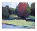 Tracks and Trees, Sylvania Scenic Giclee Poster Print by Janet Dyer, 10x8