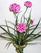 17" Scabioso & Grass Arrangement (Pink)