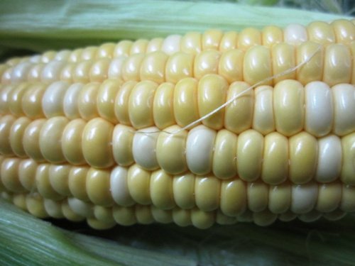 【沖縄野菜】とうもろこし約20cm前後10本（M～Lサイズ）