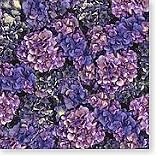 Hot Off The Press - Purple Hydrangeas paper