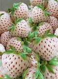 Weiße Ananas-Erdbeere Anabella, 4 Stück