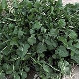 Perennial Seeds - Arugula
