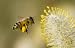 Bee Collecting Pollen - 36"W x 23"H - Peel and Stick Wall Decal by Wallmonkeys Bee Collecting Pollen - 36"W x 23"H - Peel and Stick Wall Decal by Wallmonkeys