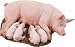 Sow with Piglets