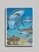 Shark Reef Refrigerator Magnet