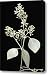 A Seeded Eucalyptus Eucalyptus Cinerea Canvas Print / Canvas Art - Artist Joel Sartore