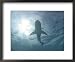 Silvertip Shark, Mozambique Channel, Indian Ocean Framed Art Poster Print by Chris And Monique Fallows, 22x18