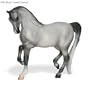 Sahara - Fleabitten Grey Arabian�