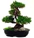 Bonsai Boy's Monterey - 20 Preserved - Not a living tree