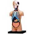 VISIBLE HUMAN TORSO ANATOMY KIT
