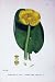 Common Yellow Water Lily Botany Plants C1902 Nuphar