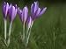Flowers of Naked Lady or Autumn Crocus, Colchicum Autumnale Photographic Poster Print by Joe Petersburger, 40x30