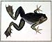 African Bull Frog Art Print Poster By George Shaw, 14  x 18 