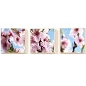 Set of 3 Box Art - Cherry Blossom (8 x 8" Each)