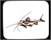 Mouse Pad with aquatic, fish, catfish, animal Image
