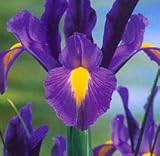 10 'Blue Diamond' Dutch Iris Flower Bulbs