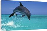 Canvas Prints of Bottlenosed Dolphin from Ardea Wildlife Pets