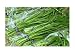 Asian Culinar Garlic Chives / Kau Tsai / Chinese Leeks / 100 Seeds (Free Standard Shipping)