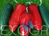 Jalapeno Capsicum annuum Chili Samen Chilisamen
