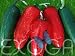 Jalapeno Capsicum annuum Chili Samen Chilisamen