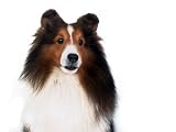 Shetland Sheep Dog Computer mouse pad mousepad MP344 - Ideal Gift for all occassions!